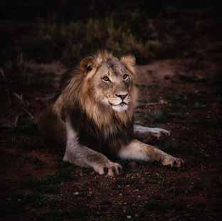 GIR NATIONAL PARK